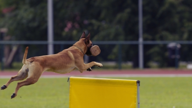 Valsts policija piedāvā atsavināšanai, pārdodot par brīvu cenu, dienestam nederīgo beļģu aitu šķirnes suni „TORIJA”, mikročipa Nr. 941000014273814.