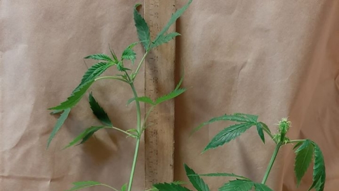 Pateicoties iedzīvotāju sniegtai informācijai, policija kādā dzīvoklī uziet marihuānas audzētavu