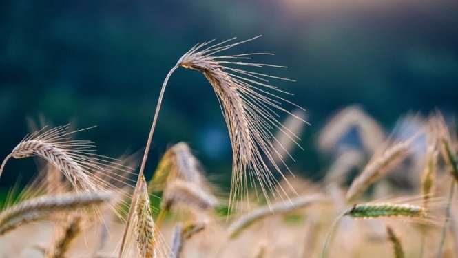 Valsts policija aicina zemniekus uzmanīties no ražas izkrāpšanas!
