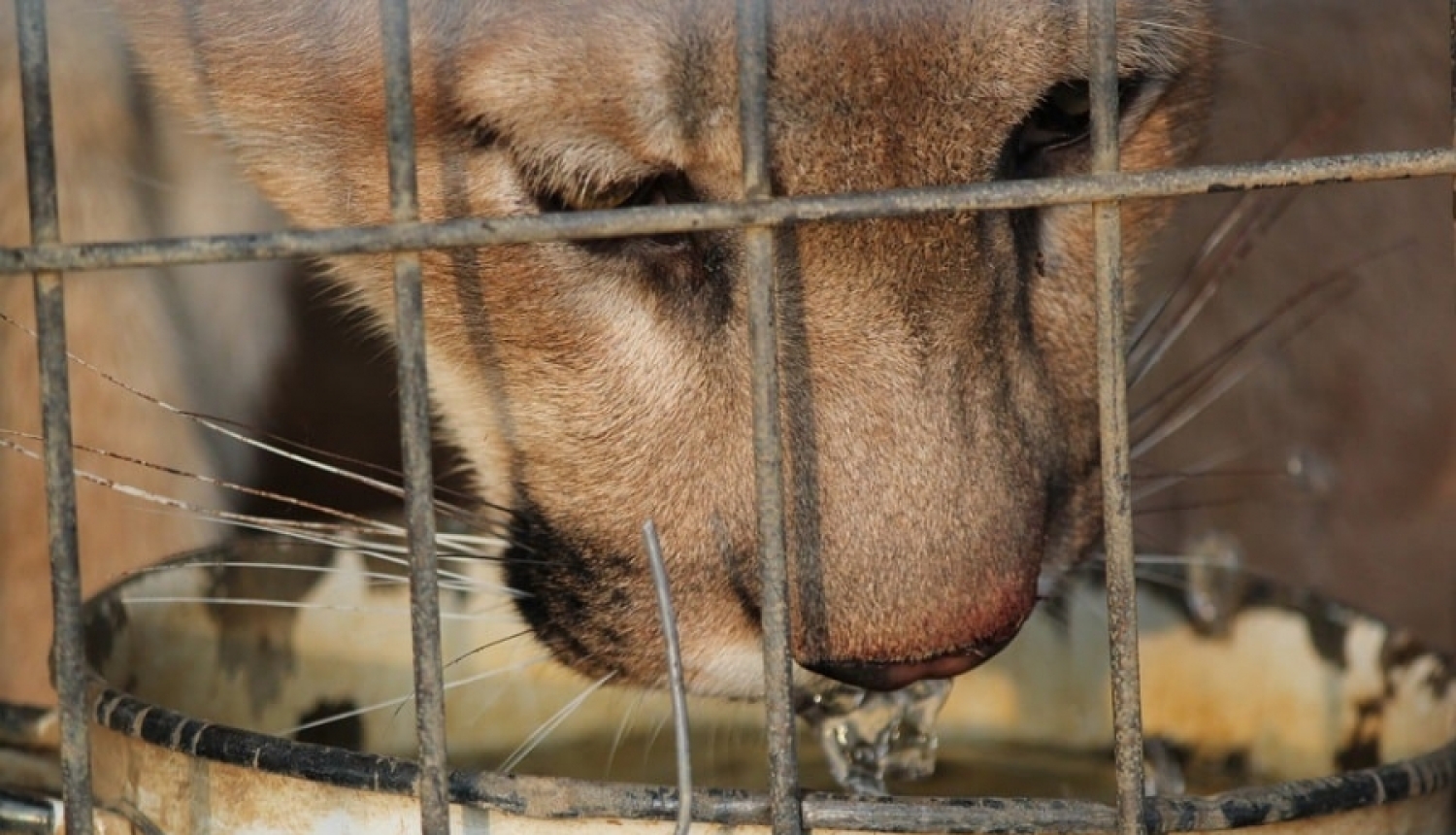 Policija pabeidz izmeklēšanu par gadījumiem, kad Latvijā mājokļos turēti plēsēju kārtas savvaļas dzīvnieki