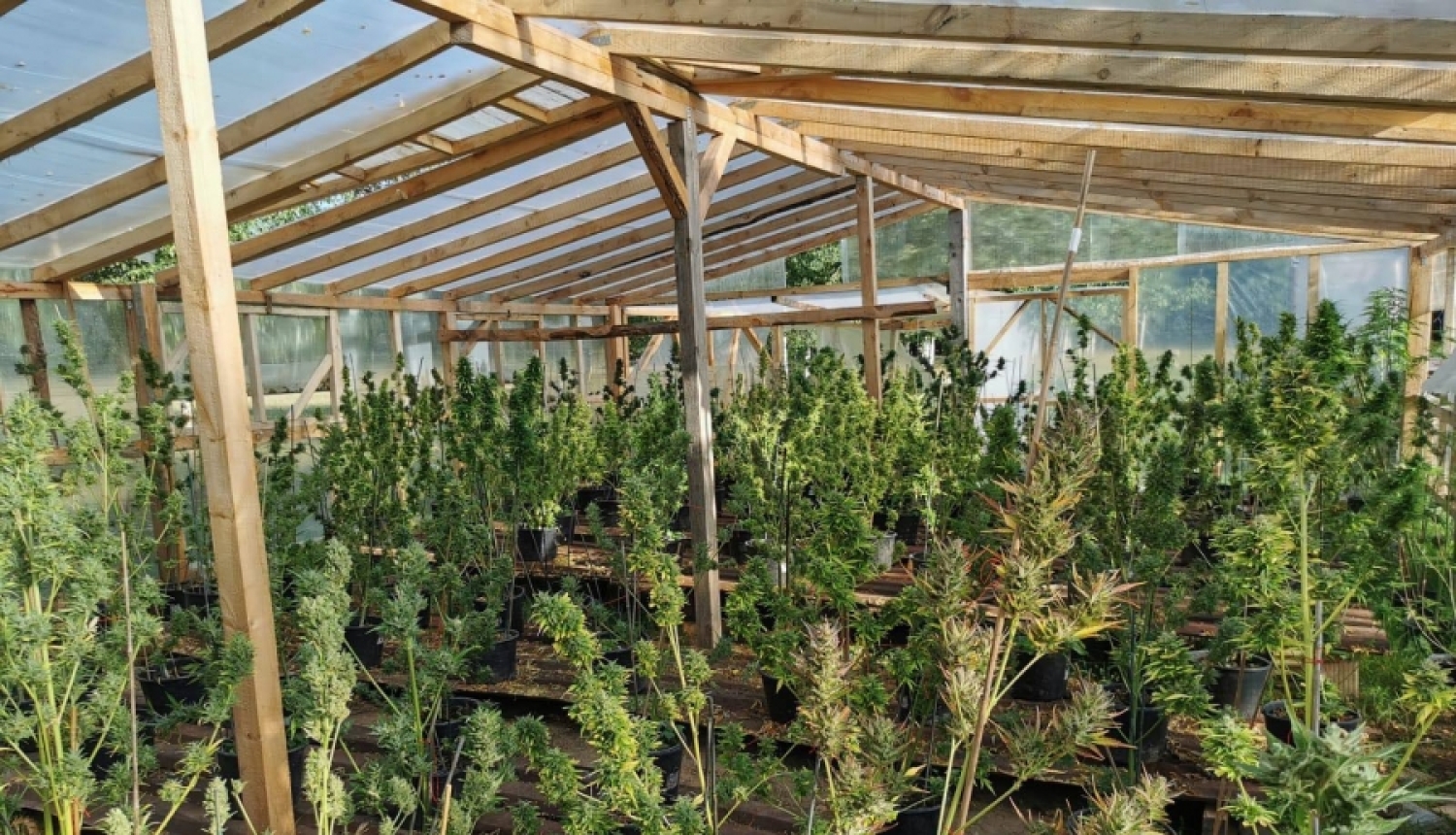 Valsts policijas amatpersonas atklāj divas liela apjoma marihuānas audzētavas Ogres un Dundagas novadā