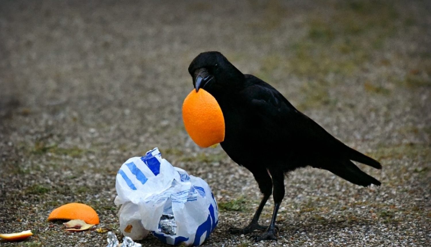 Pļavniekos vīrietis izrēķinās ar vārnām