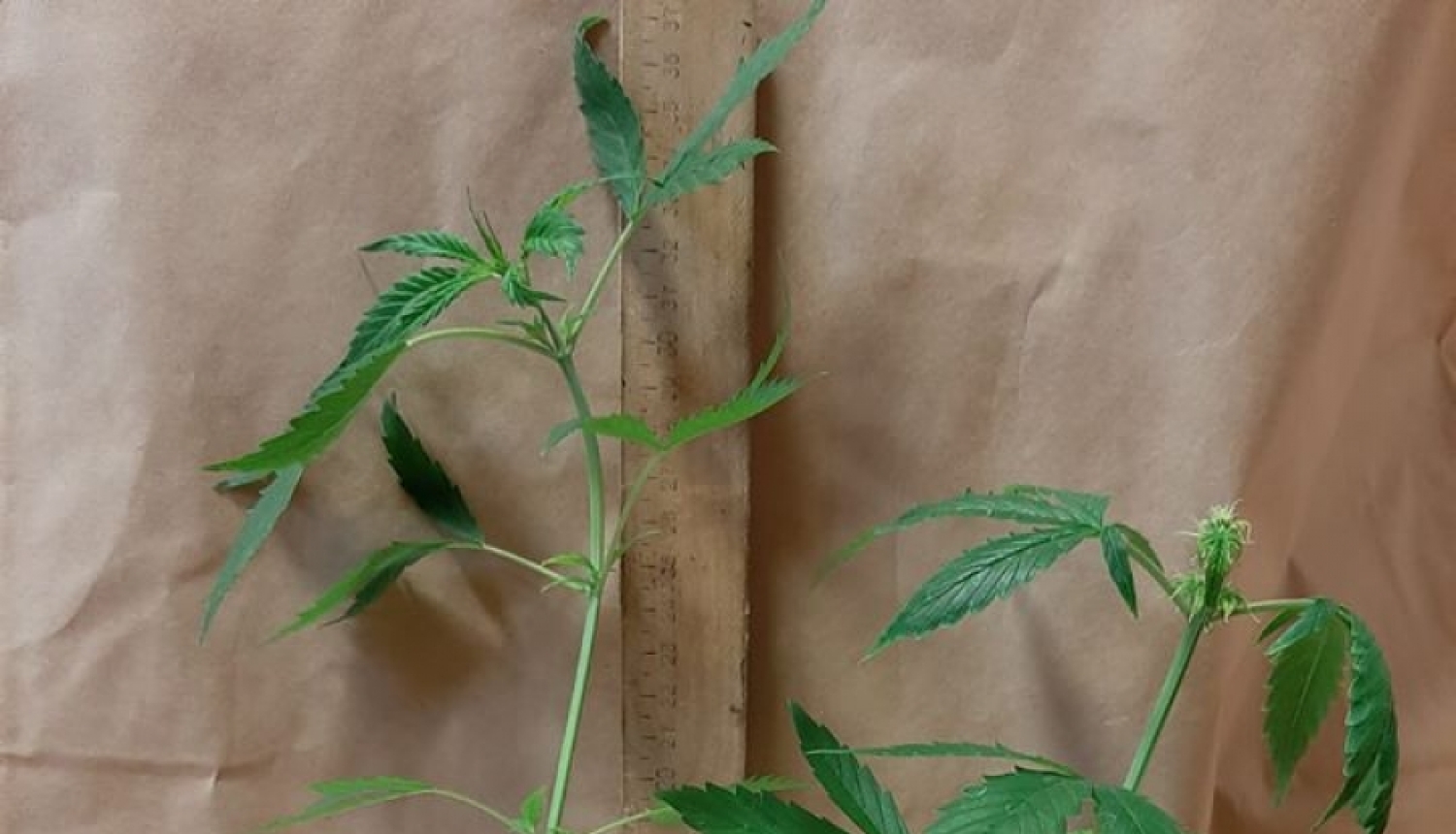 Pateicoties iedzīvotāju sniegtai informācijai, policija kādā dzīvoklī uziet marihuānas audzētavu