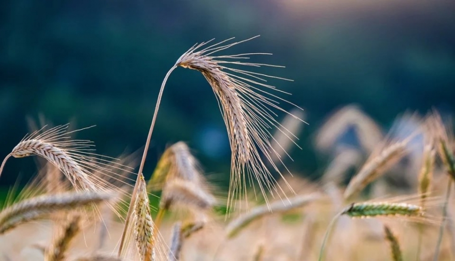 Valsts policija aicina zemniekus uzmanīties no ražas izkrāpšanas!